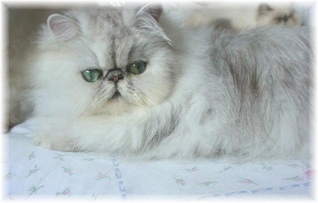 Blaze Star Silver Betsy
