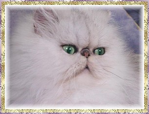 Blaze Star Silver Betsy