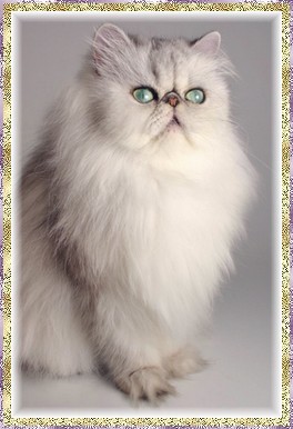 Blaze Star Silver Betsy