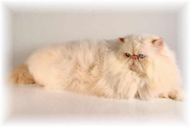 Le Chat Paws A Promise Kept of Blaze Star (USA)