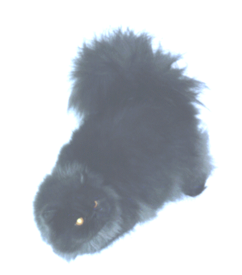Meu Anjo Azul