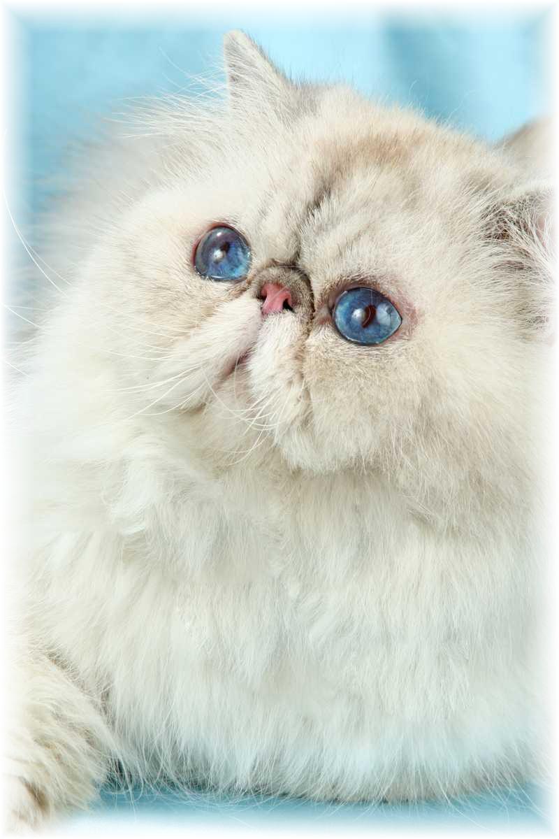 BlazeStar Careless Whisper - Blue Silver Lynx Point