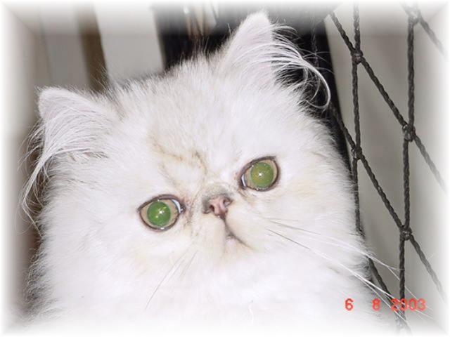 Blaze Star Richard