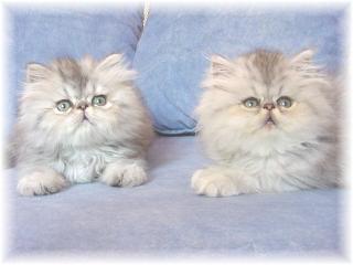 Blaze Star Silver Denny & Blaze Star Twinkla Splendor