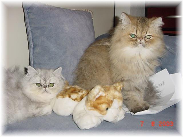 Blaze Star Cats
