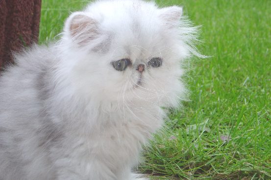Purrsatin Million Dollar Baby of Blaze Star