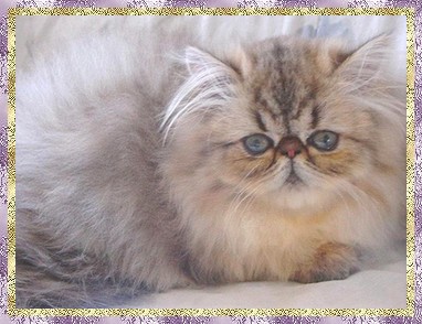 Blaze Star Golden Sunny