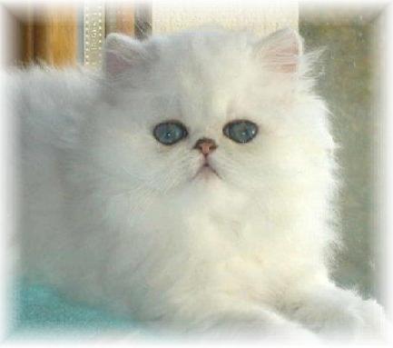 Purrsatin Angel as Eternity of Blaze Star