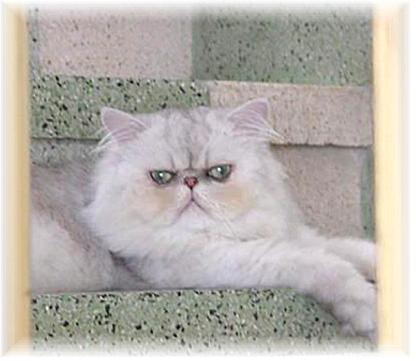 Silver L�Amour of Blaze Star