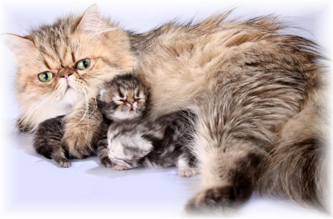 Blaze Star Golden Tracy & Babies