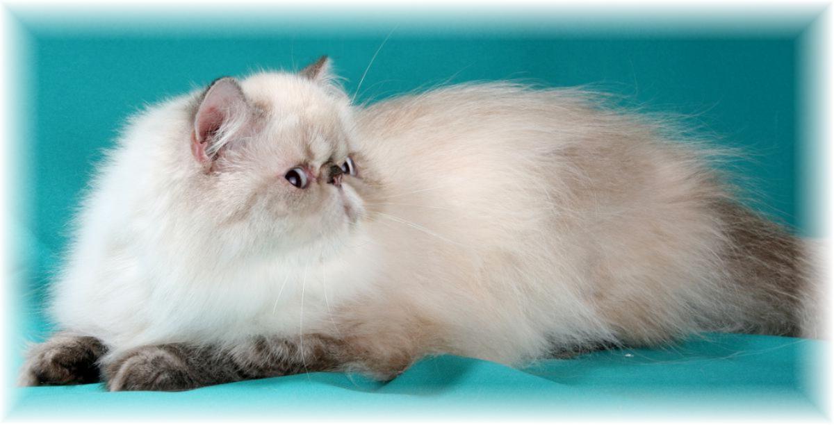 BlazeStar Shelly - Chocolate Silver Lynx Point