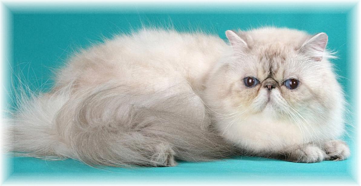 BlazeStar Angel Dancer - Lilac Silver Lynx Point
