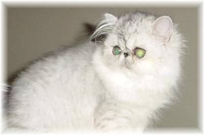 Blaze Star Silver Starlight