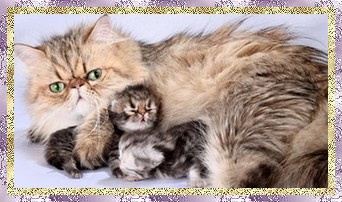 Blaze Star Golden Tracy & Babies