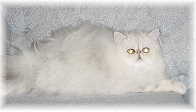 Aritzia Rip Van Twinkle of Blaze Star