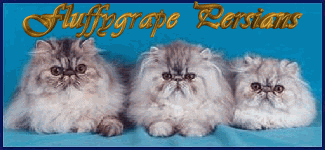 Fluffygrape Persians